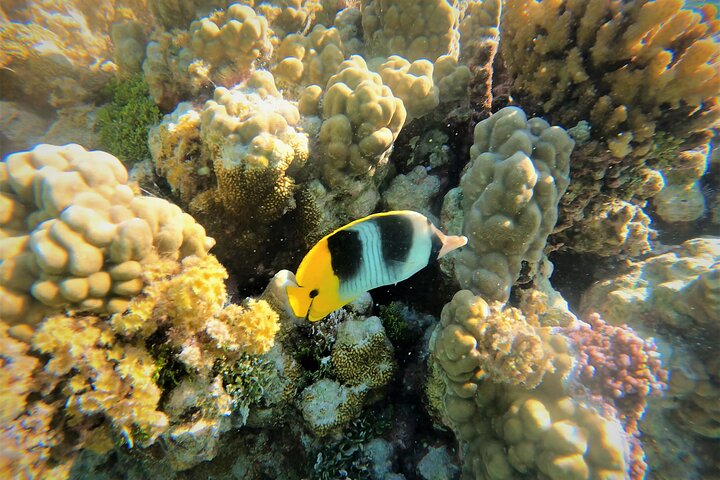 Raiatea-Tahaa Snorkeling in our beautiful Coral Garden