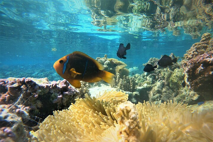 Raiatea-Tahaa Snorkeling in our beautiful Coral Garden