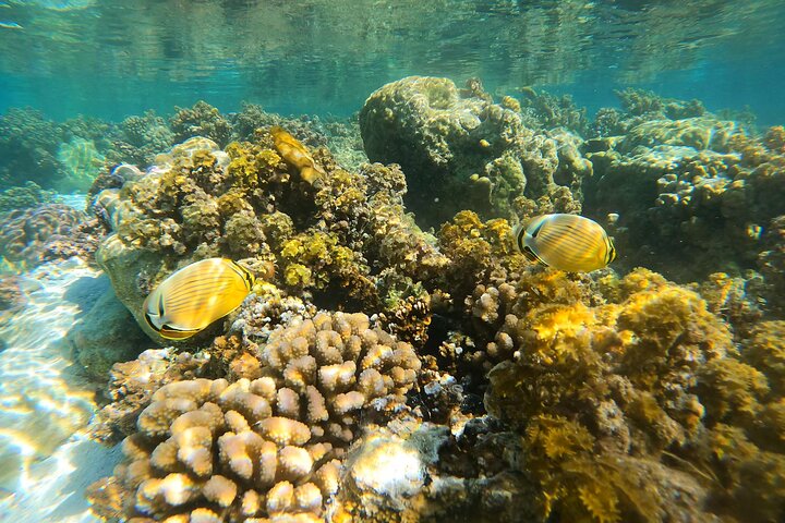 Raiatea-Tahaa Snorkeling in our beautiful Coral Garden