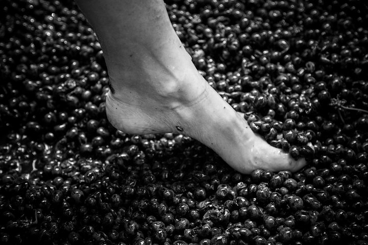 Lucca - Wine tasting at Tenuta Mareli