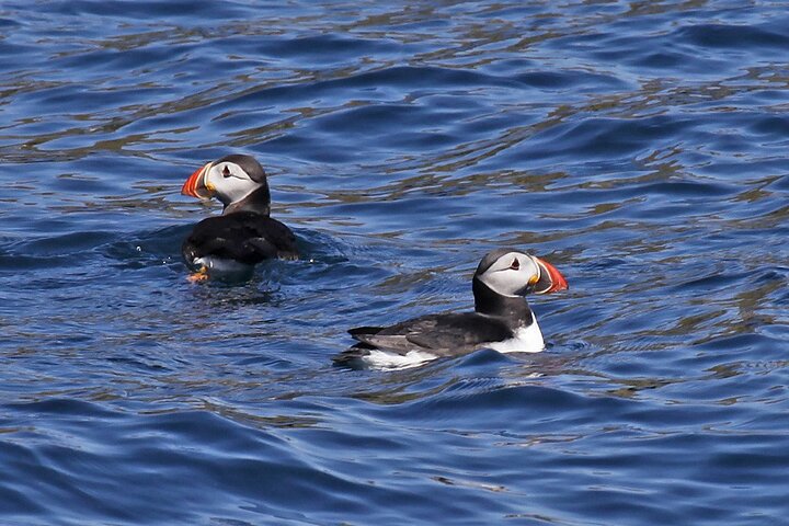 Dolphin & Whale Watching (4hrs) + Blasket Island Landing (3hrs)