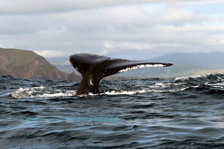 Dolphin & Whale Watching (4hrs) + Blasket Island Landing (3hrs)
