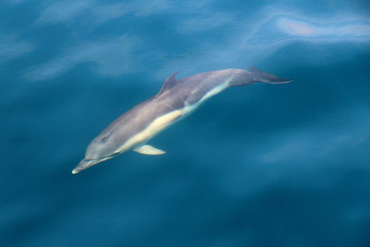 Dolphin & Whale Watching (4hrs) + Blasket Island Landing (3hrs)