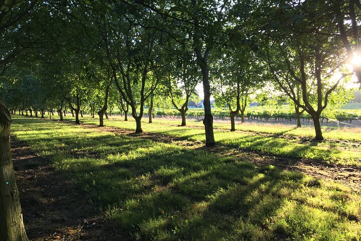 Lunch in the Shadow of the Walnuts, with Wine tasting tour