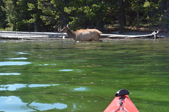 Small-Group Sunset Kayaking Tour on Lake Yellowstone