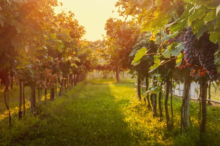 Private Walking Tour in Baden-Baden Vineyard Heritage