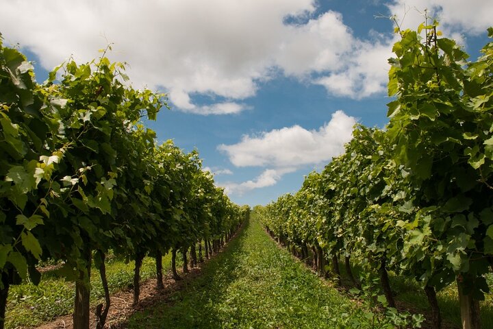 Private Walking Tour in Baden-Baden Vineyard Heritage