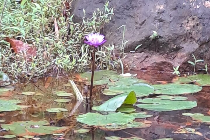 Kanneliya Rain Forest Tour