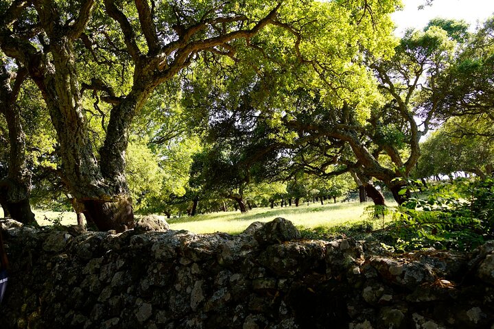 Alghero: Jeep tour to discover nature and breathtaking landscapes