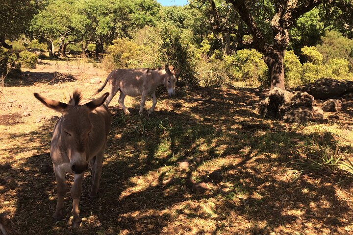Alghero: Jeep tour to discover nature and breathtaking landscapes
