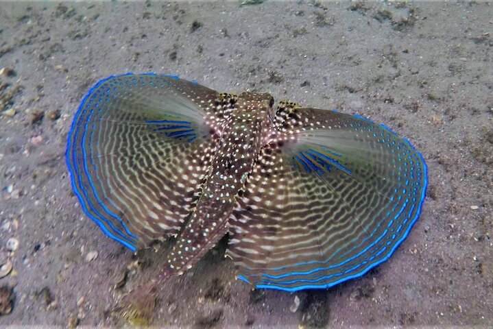 Guided Snorkel Tour Phil Foster Park (HIGH TIDE ONLY-FREE VIDEOS)