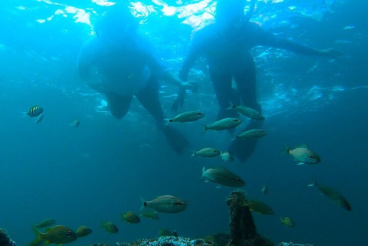 Guided Snorkel Tour Phil Foster Park (HIGH TIDE ONLY-FREE VIDEOS)