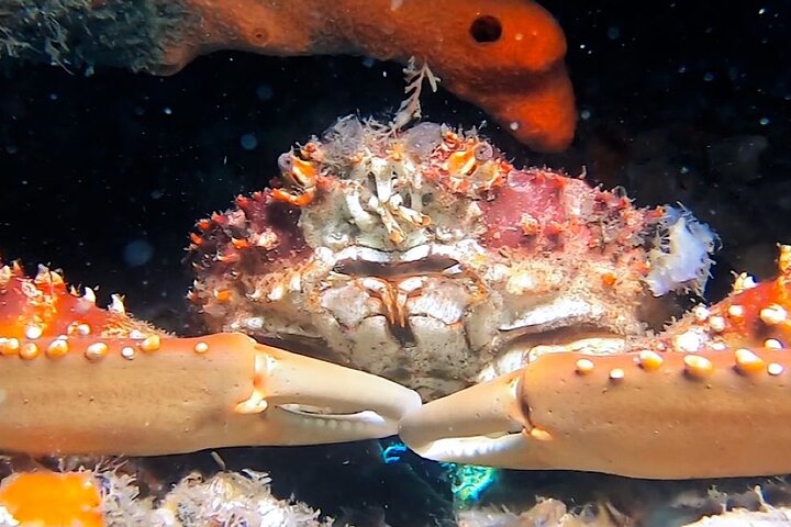 Guided Snorkel Tour Phil Foster Park (HIGH TIDE ONLY-FREE VIDEOS)