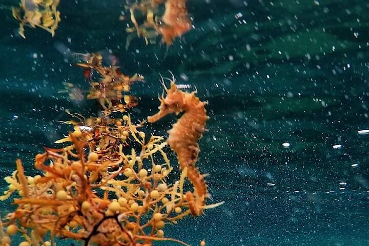 Guided Snorkel Tour Phil Foster Park (HIGH TIDE ONLY-FREE VIDEOS)
