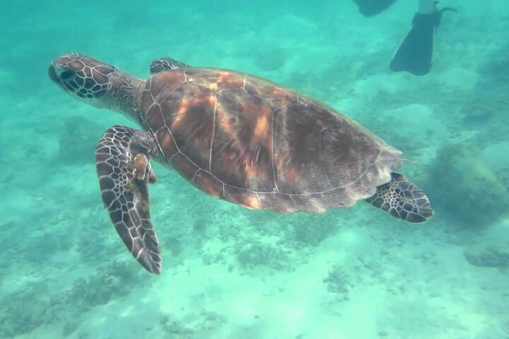 Mauritius : Swim with turtles and Port Louis Street food tour