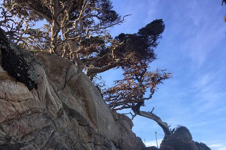 4 hour Big Sur hiking adventure to world class coastal beauty!
