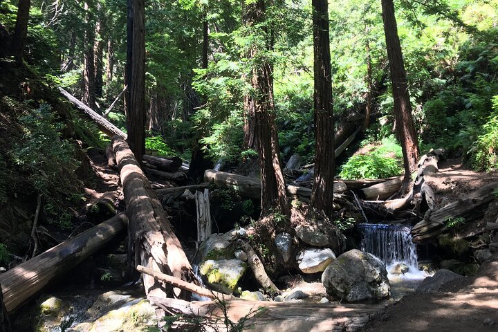 4 hour Big Sur hiking adventure to world class coastal beauty!