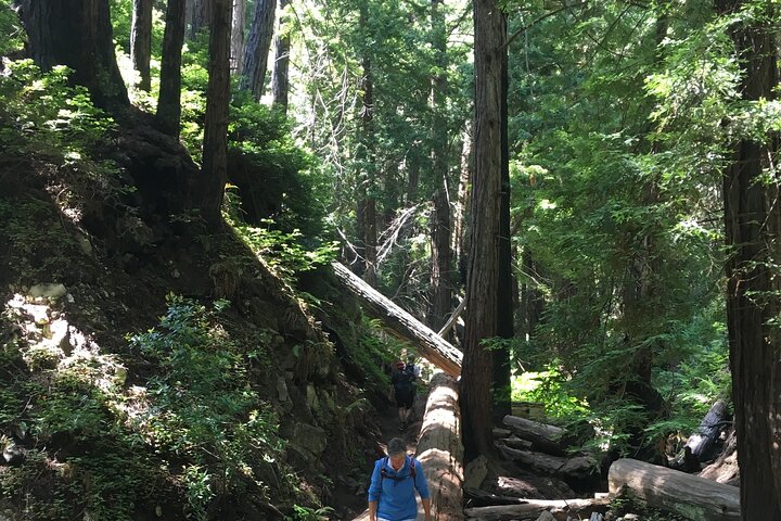 4 hour Big Sur hiking adventure to world class coastal beauty!