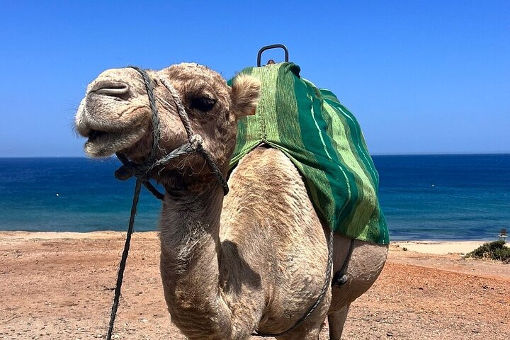Morocco: Tangier Private Tour from Malaga & Tarifa, All Inclusive