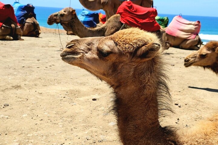 Morocco: Tangier Private Tour from Malaga & Tarifa, All Inclusive