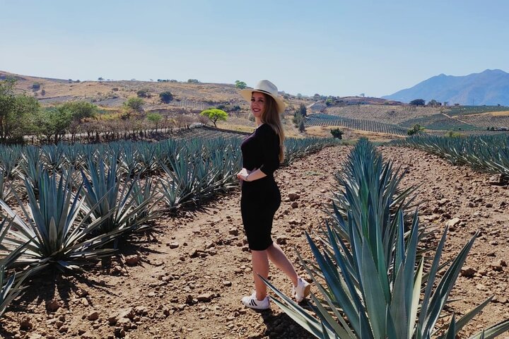 Full Day in Tequila with Tasting and party in Cantaritos