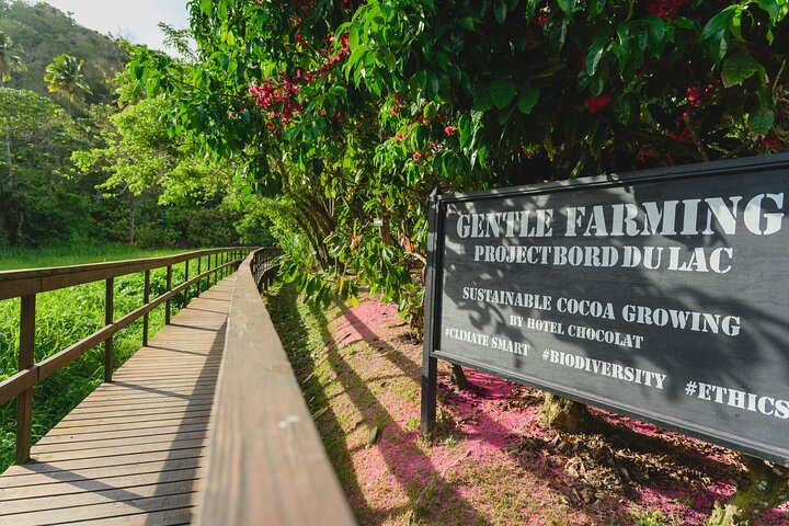 Project Chocolat Tree to Bar Tour at Hotel Chocolat Saint Lucia