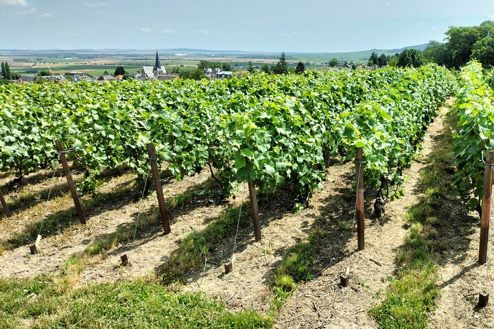 Private Champagne Tour Veuve Clicquot, Moet & Chandon from Reims