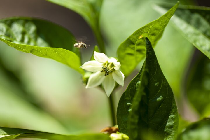 Tour in the heady scents of our garden in Ragusa