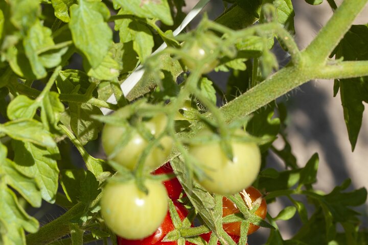Tour in the heady scents of our garden in Ragusa