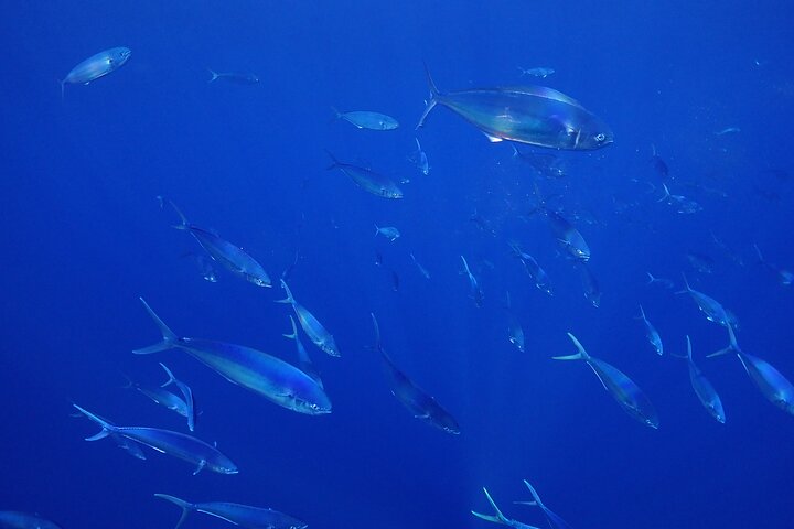 Private Seafari Boat Trip : Full Day