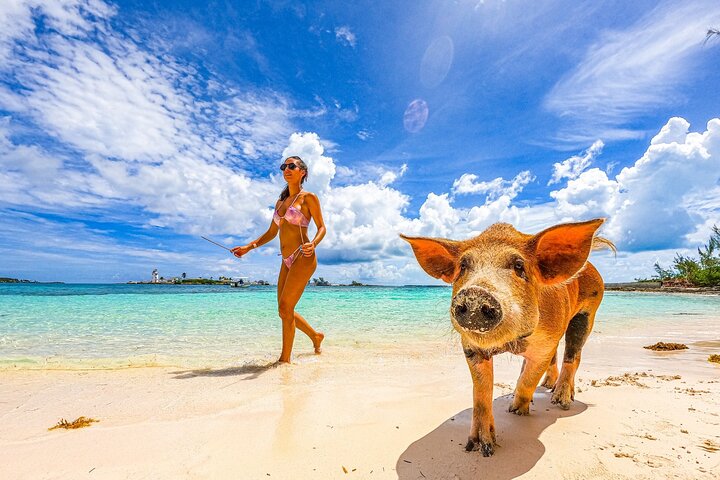 Nassau Swimming Pigs: Snorkeling, Lunch & Private Beach Club
