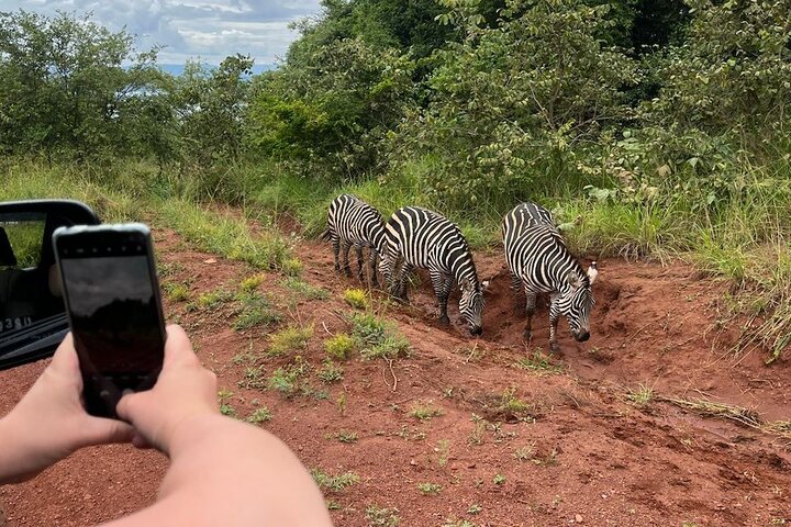1 Day Akagera National Park Safari experience