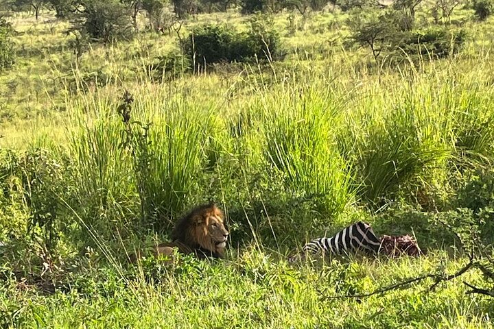 1 Day Akagera National Park Safari experience