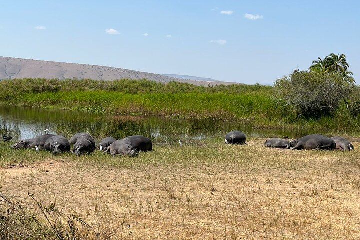 1 Day Akagera National Park Safari experience