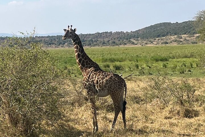 1 Day Akagera National Park Safari experience