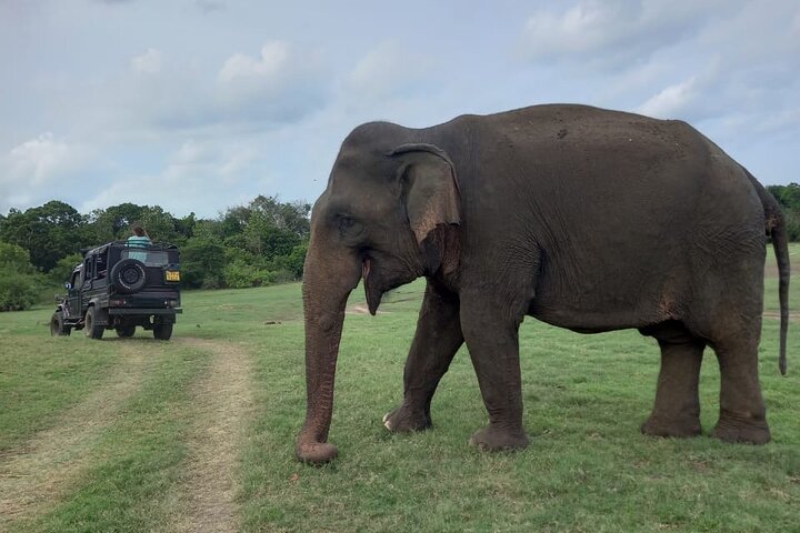 Private Jeep Safari at Minneriya National Park to Visit Elephants