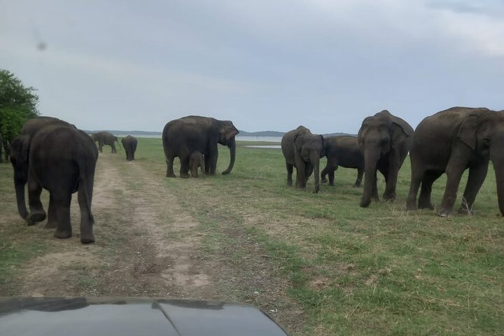 Private Jeep Safari at Minneriya National Park to Visit Elephants