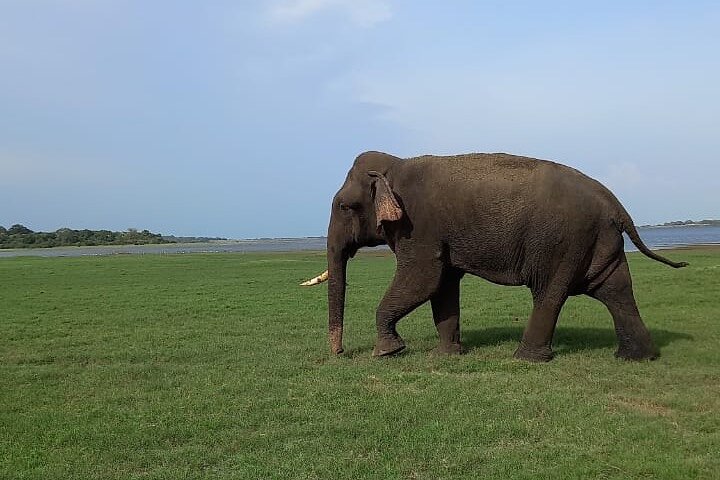 Private Jeep Safari at Minneriya National Park to Visit Elephants