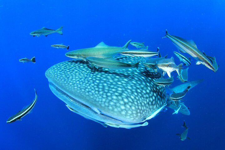 Swim with Whale Shark from Isla Mujeres and Cancun