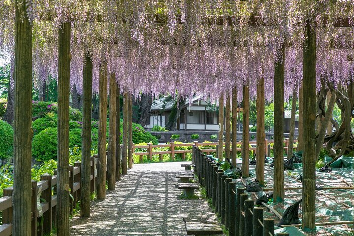 Odawara Castle and Town Guided Discovery Tour