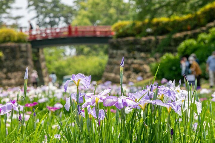 Odawara Castle and Town Guided Discovery Tour