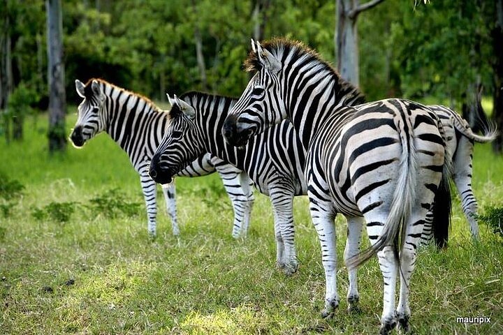 Casela World of Adventures, West of Mauritius