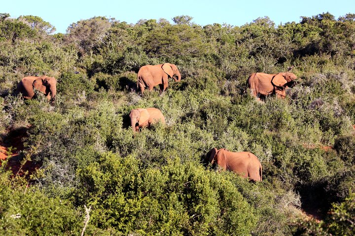 Addo Elephant Park All-Inclusive Day Safari from Port Elizabeth