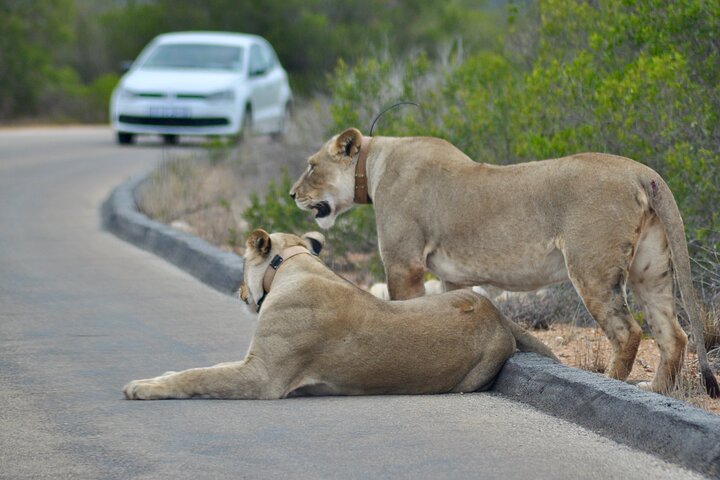 Addo Elephant Park All-Inclusive Day Safari from Port Elizabeth