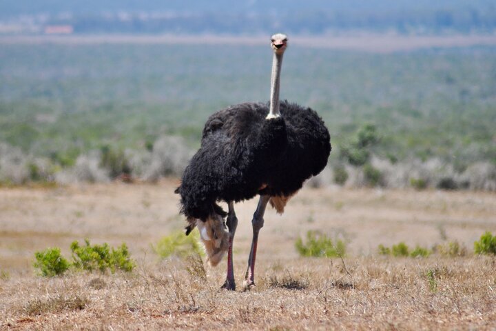 Addo Elephant Park All-Inclusive Day Safari from Port Elizabeth