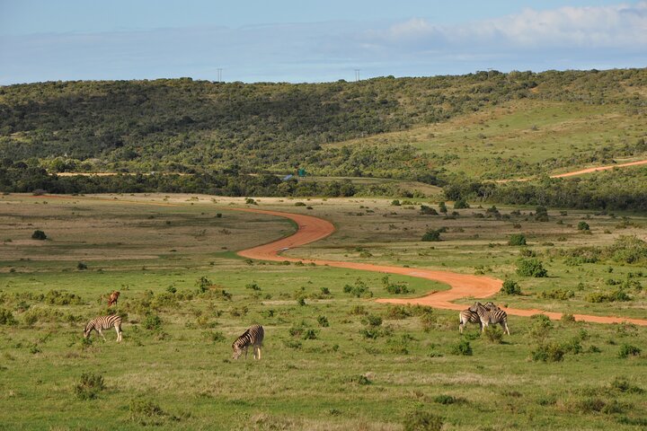 Addo Elephant Park All-Inclusive Day Safari from Port Elizabeth