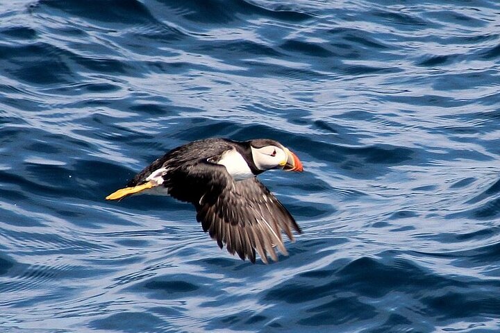 Dolphin & Whale Watching (4hrs) + Blasket Island Landing (3hrs)