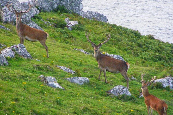 Dolphin & Whale Watching (4hrs) + Blasket Island Landing (3hrs)