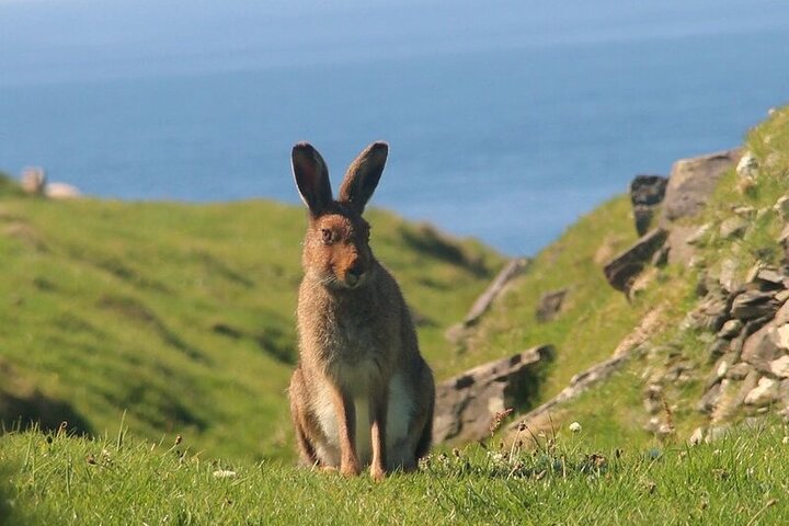 Dolphin & Whale Watching (4hrs) + Blasket Island Landing (3hrs)