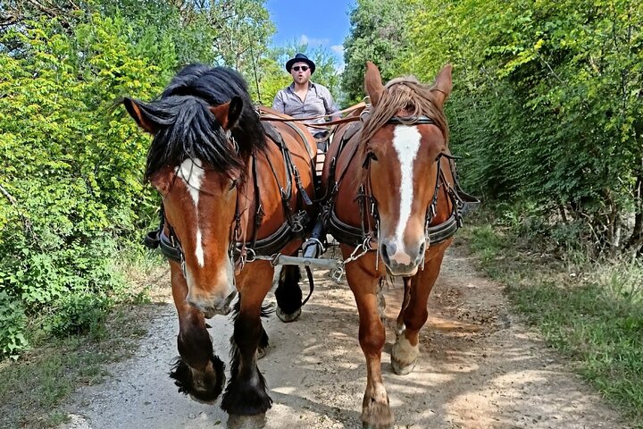 Carriage rides in the heart of the Luberon